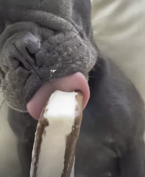 Frenchie’s ice cream time !